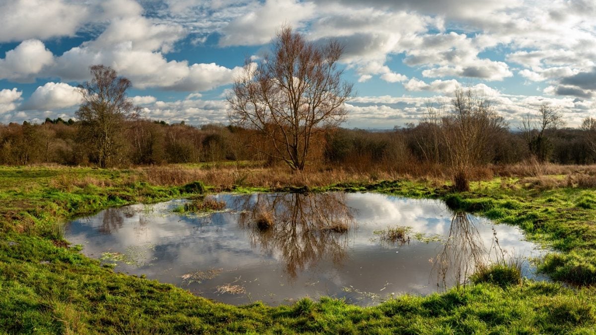 Bentley Priory Nature Reserve, Stanmore, middlesex, parker andrews office, insolvency practitioners