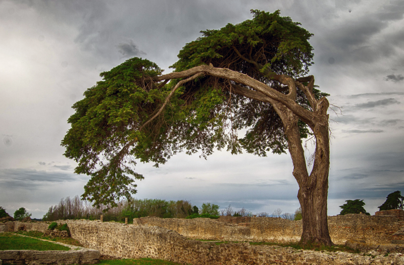 Bent tree shaped by strong winds, symbolising business resilience and financial strain
